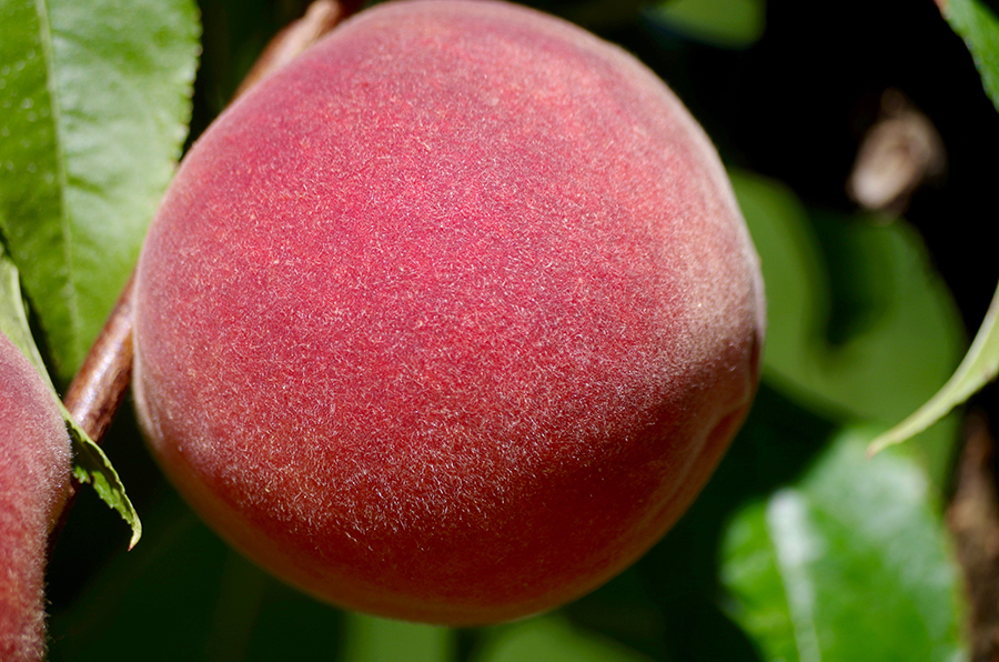 Wanna Bite a Peach? - rooted